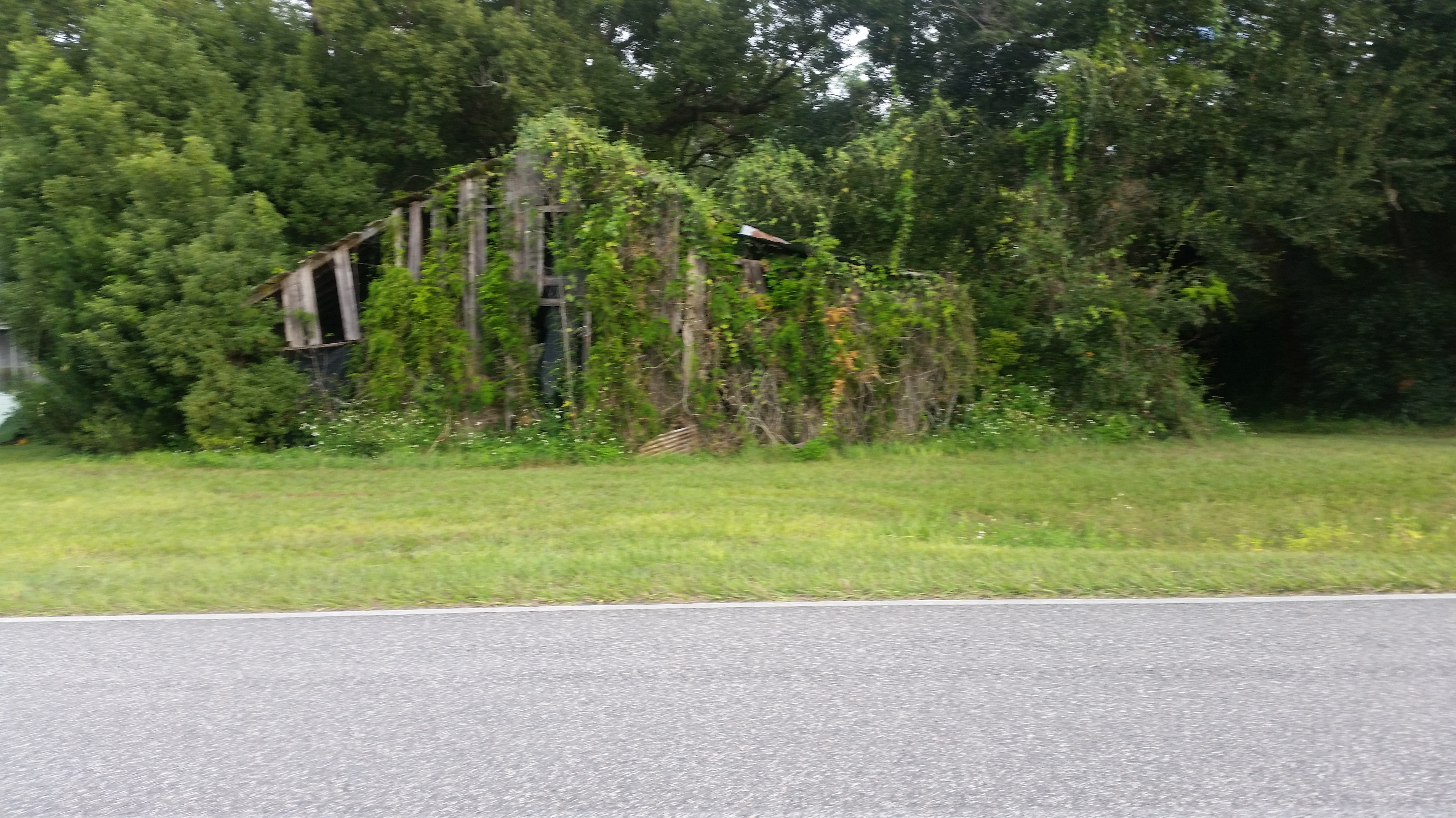 This overgrown barn was one of the few things I noticed along this stretch of road. I was totally enjoying the ride, and frankly, there was not much to see or take photos of