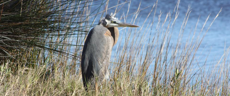 Lots of water bird within sight of the road