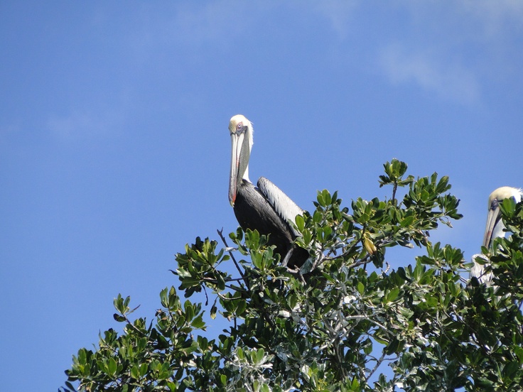 Pelican at the top of a mangrove tree