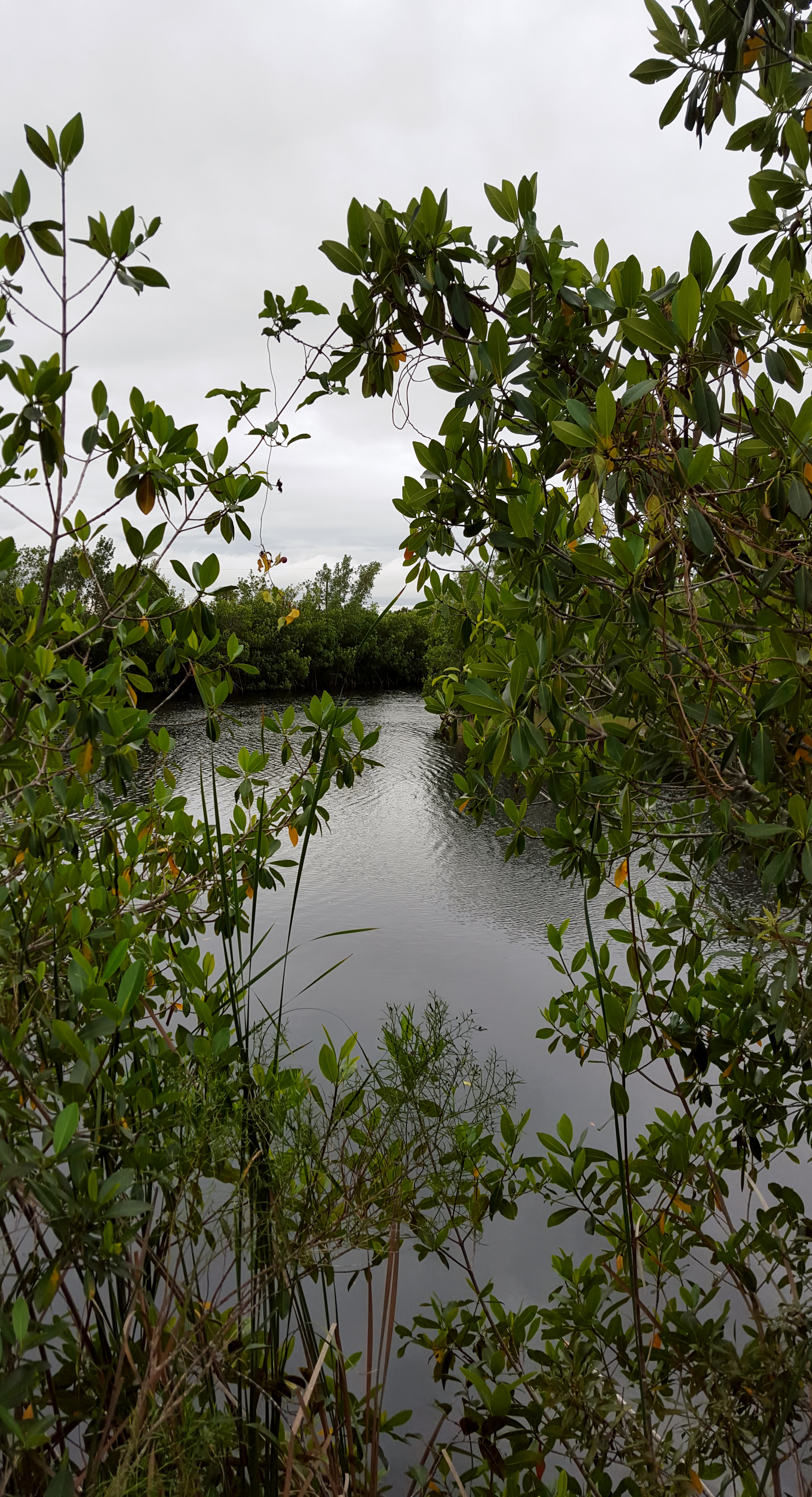 A view through the mangroves at The Big Cypress National Preserve.