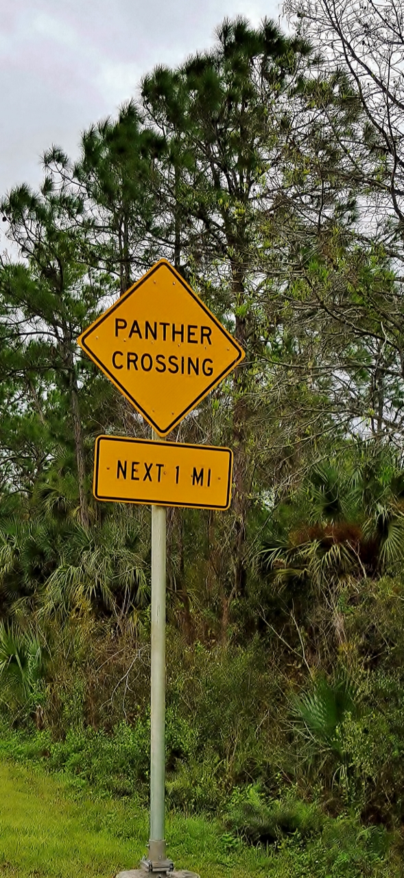 We hoped we would see a panther - but no luck today