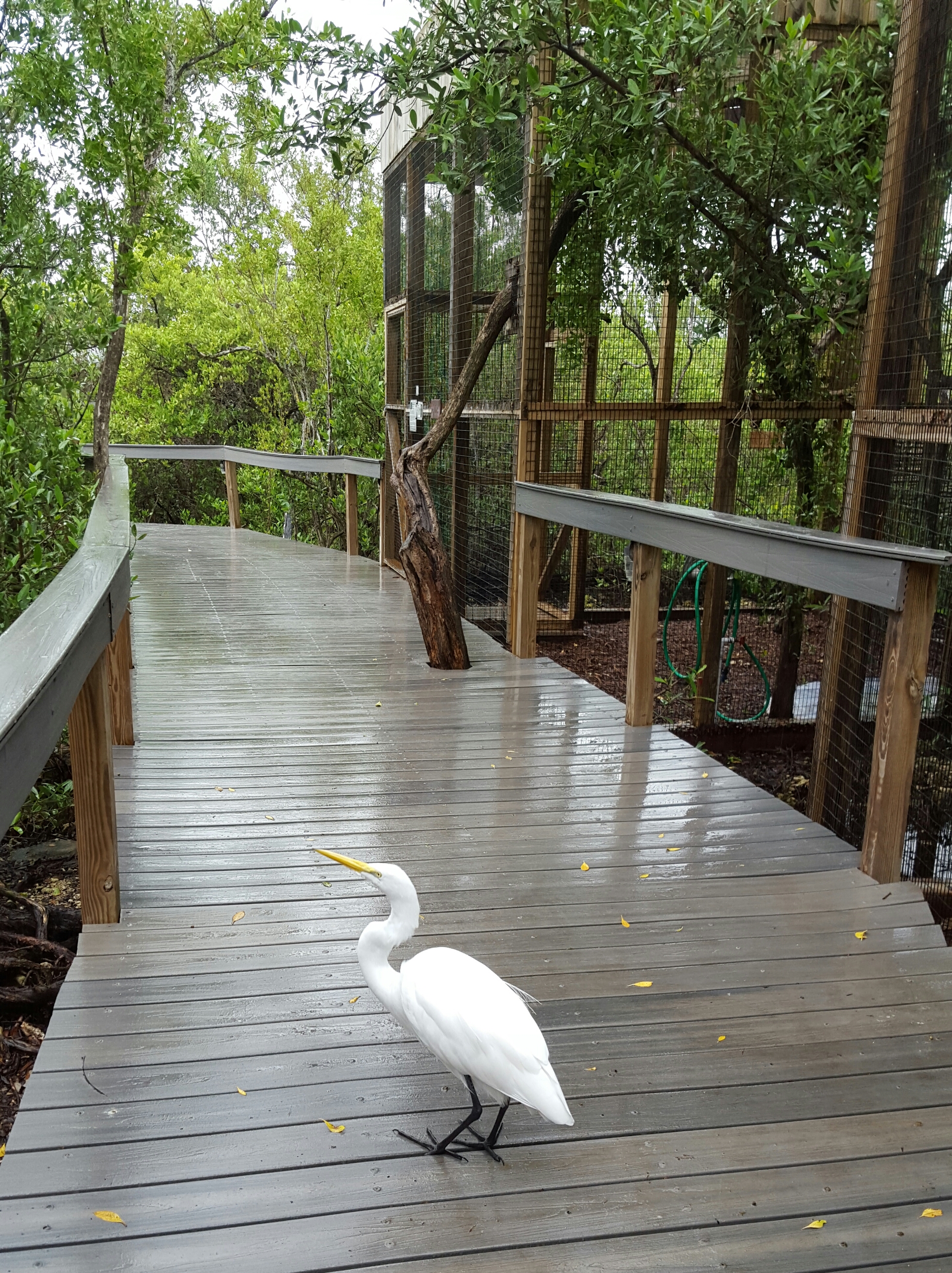 Egrets on the rainy boardwalk