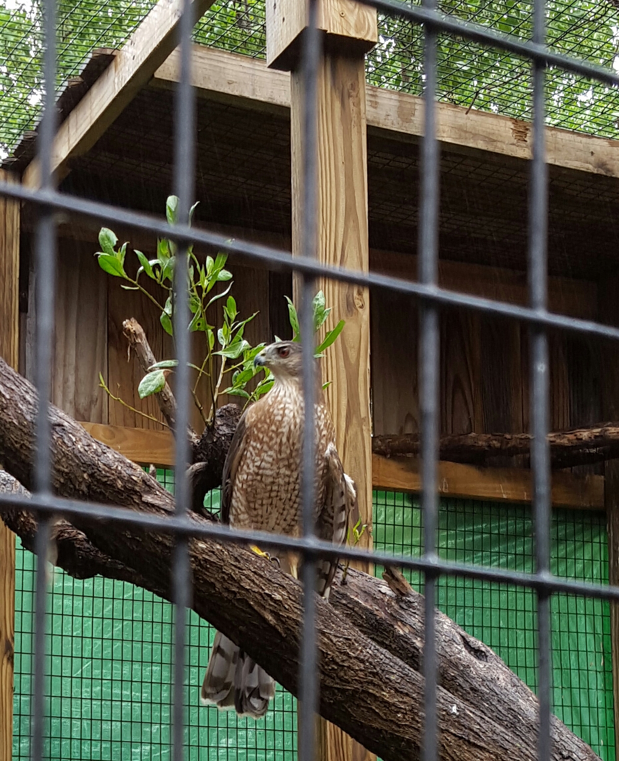 A raptor in his enclosure