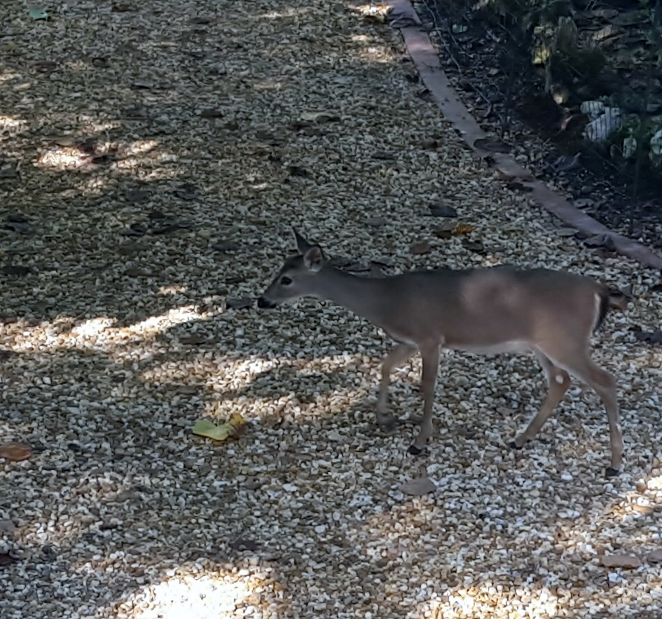 One of the many Key Deer we saw at the Barnacle B&B