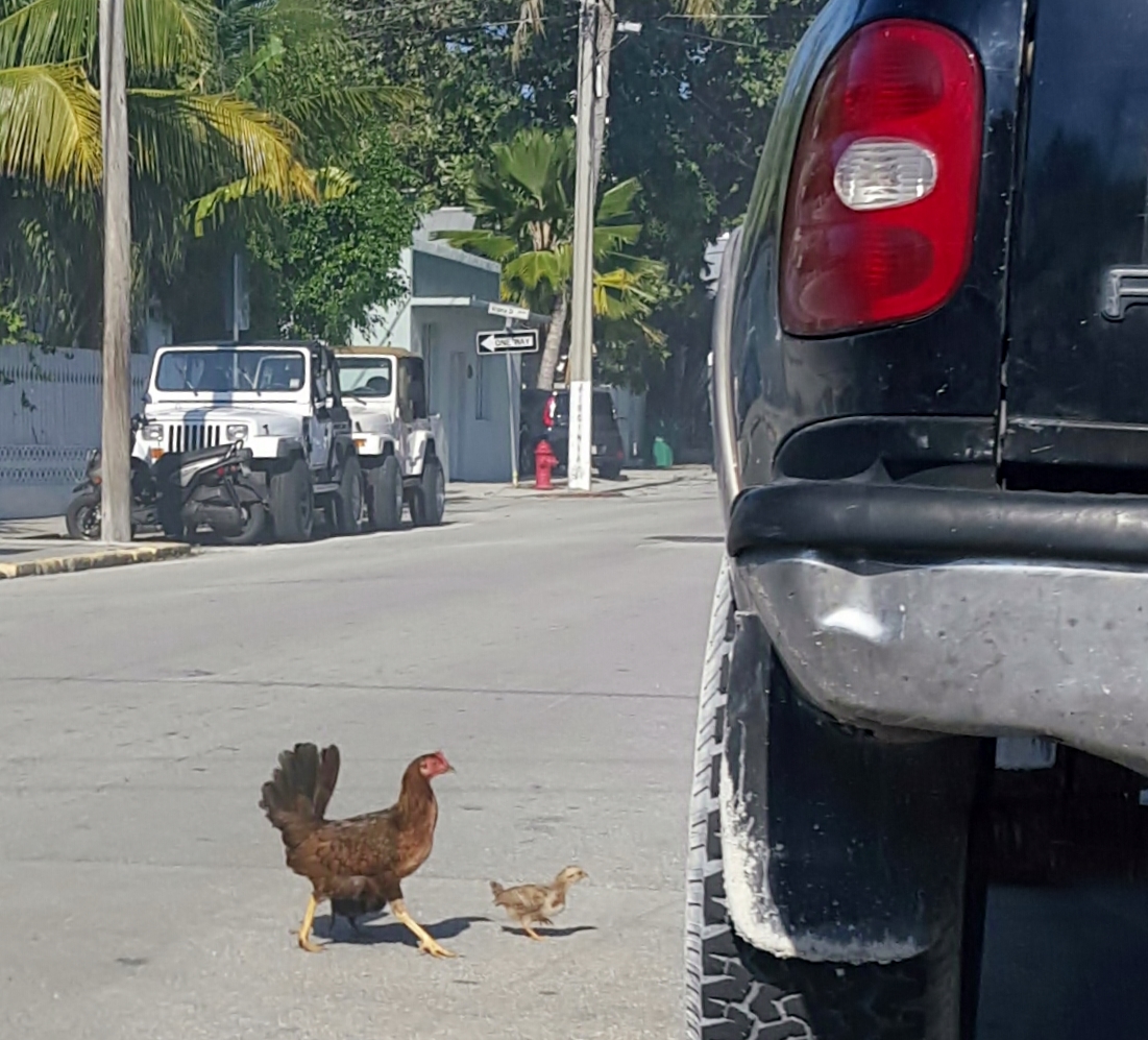 Why did the chicken cross the road?