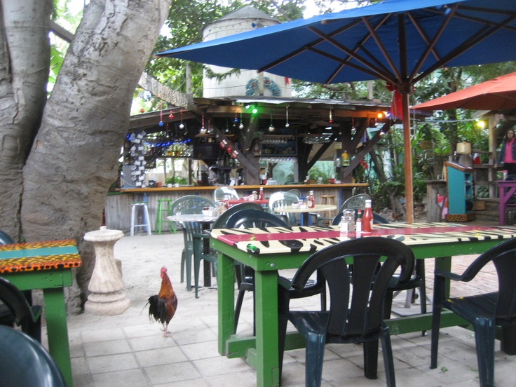 Roosters and cats stroll underfoot in the Blue Heaven Courtyard