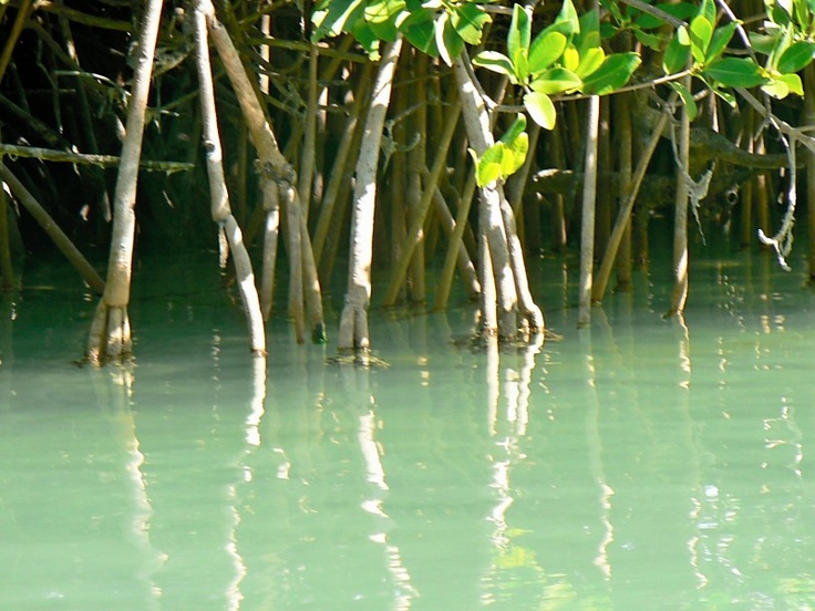 Mangrove roots in the salt water