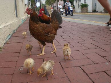 Gypsy Chickens in Key West