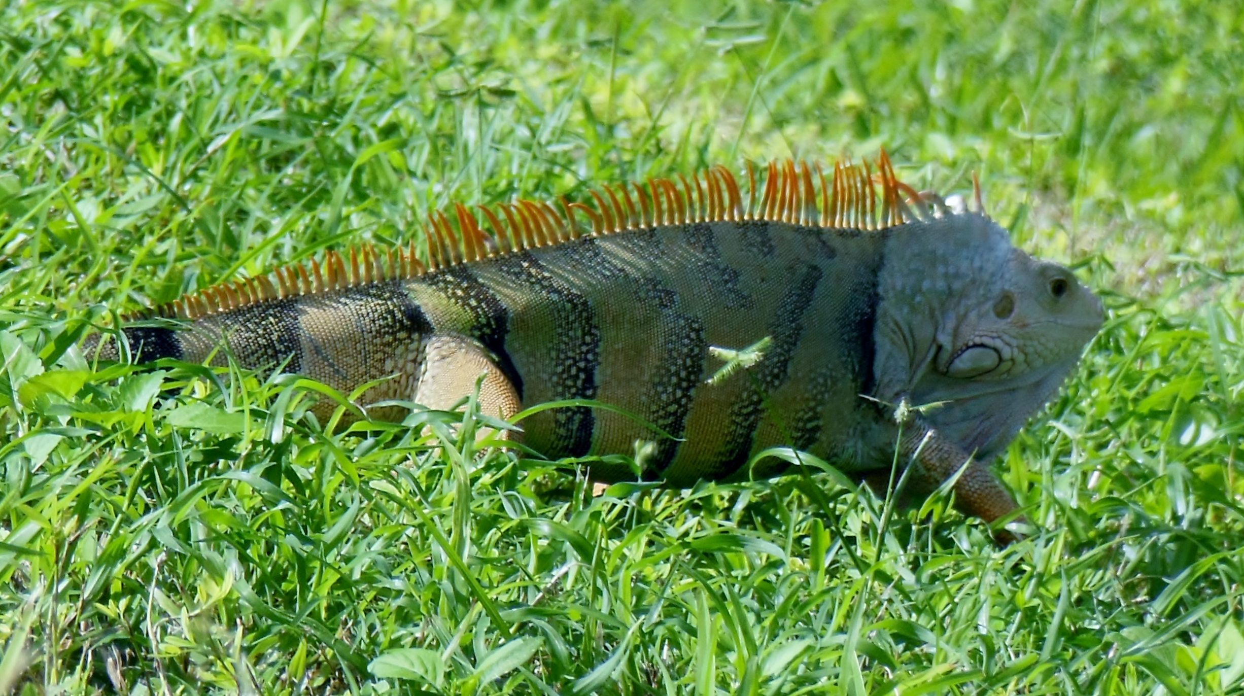 One of the large herd that ran across out path in Bahia Honda State Park. 