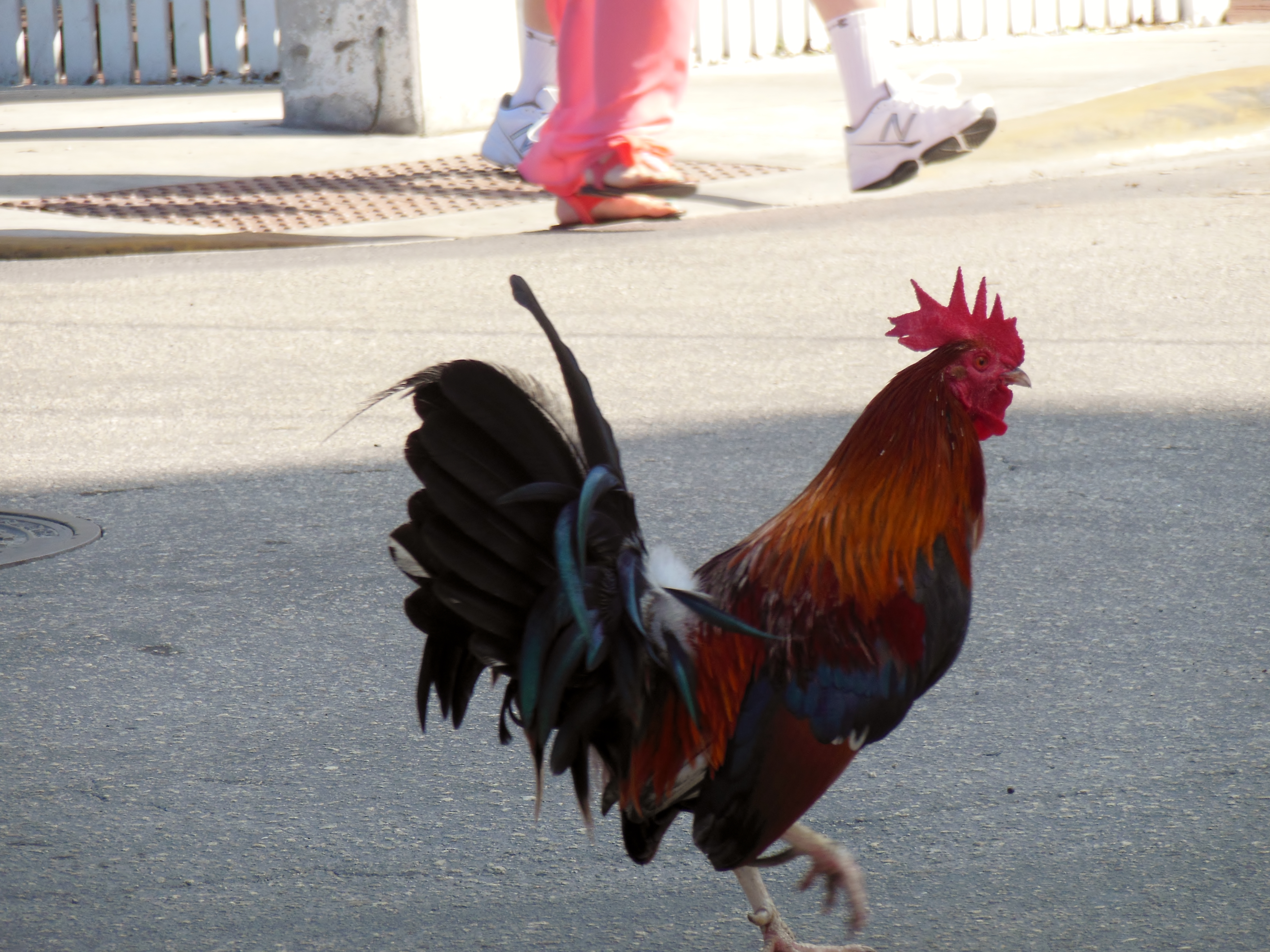 You cant hear it in the picture, but this guy was crowing loudly, over and over, as he marched down the street