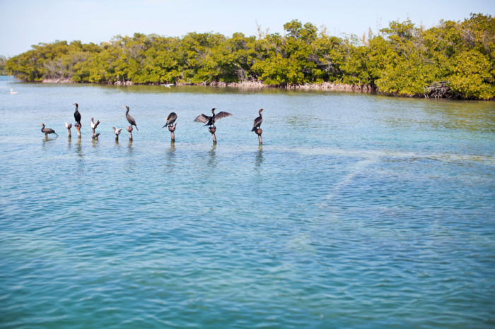 Pelicans outside the mangroves on Stock Island