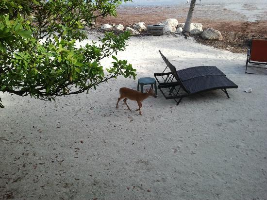 Key Deer wander across the beach during breakfast