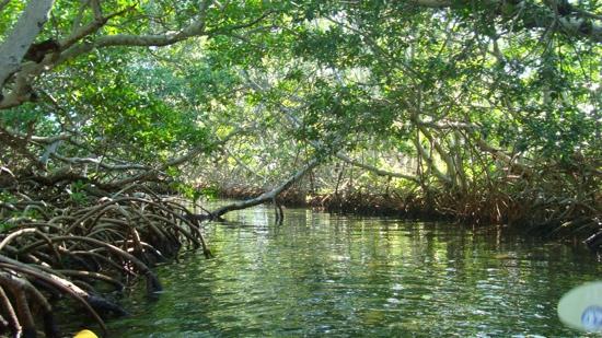 Entering the mangrove rivers