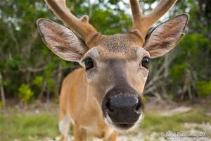 The deer will approach people very closely looking for handouts.