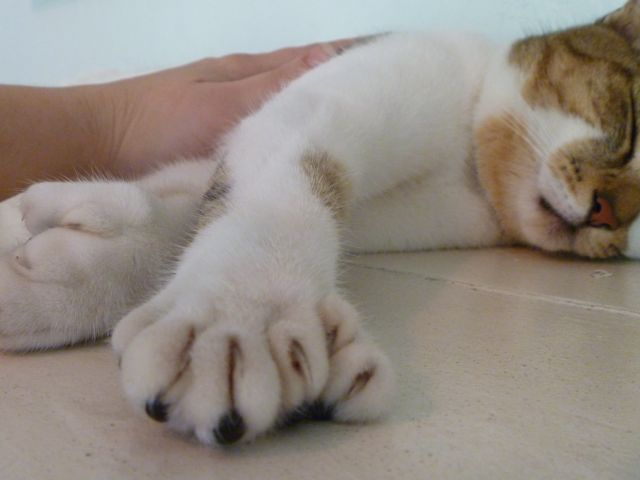 Cats with 6 toes live at the Hemingway House in Key West