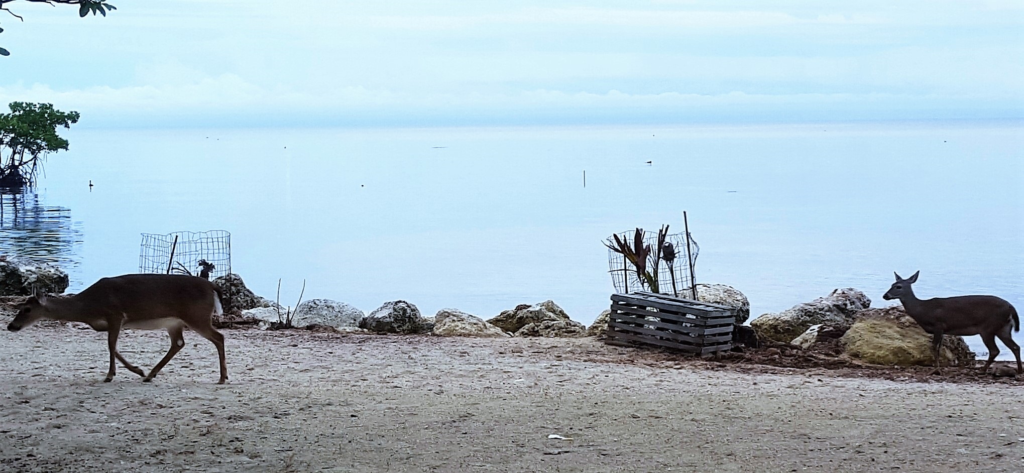 key deer on sand