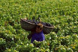 man carrying pinot grapes in burgundy