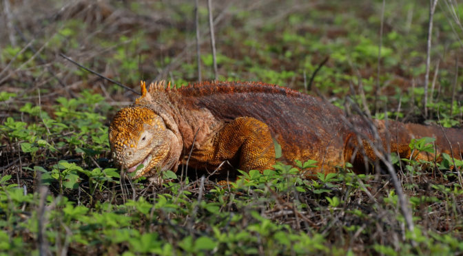 The Galapagos Islands: A true bucket list trip!