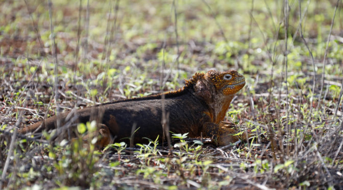 Galapagos: Day 6 Cerro Dragon and Las Bachas Santa Cruz